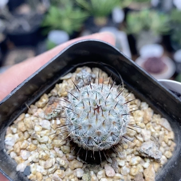 410号实生直刺佩雷2cm