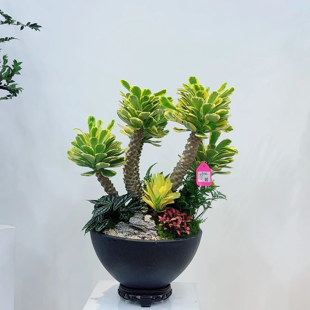 无花朵高端绿植一物一拍