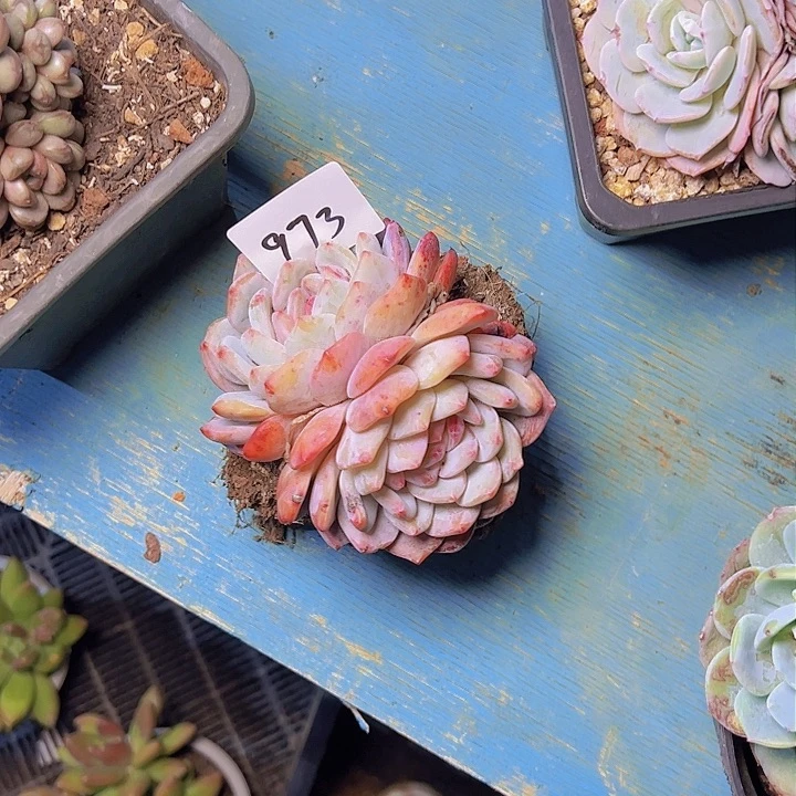 晴****烨973////////////////