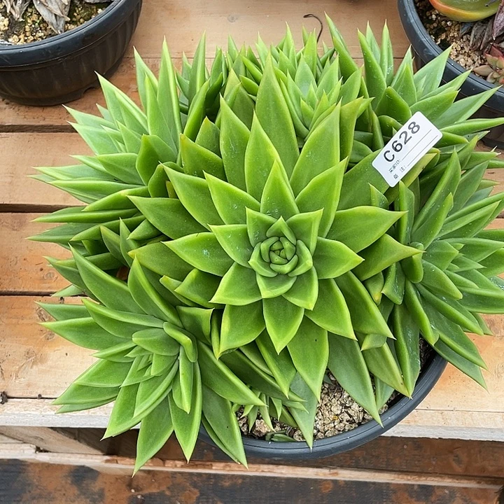 若如东云单拍C628