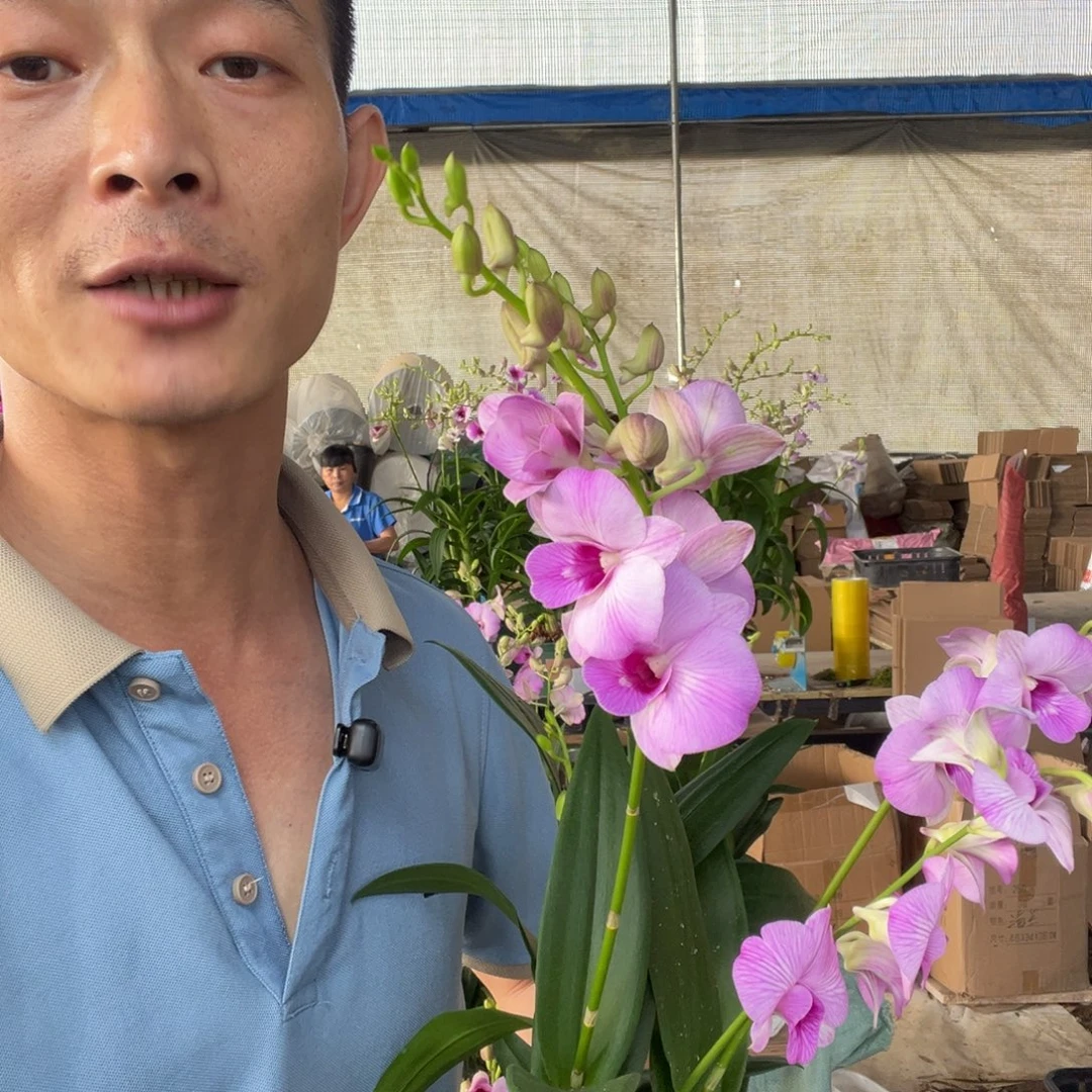 艳***晖大部分花苞少量开放秋石斛粉天鹅3支花种好