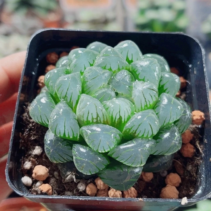 十二卷 ob冰灯开播独立