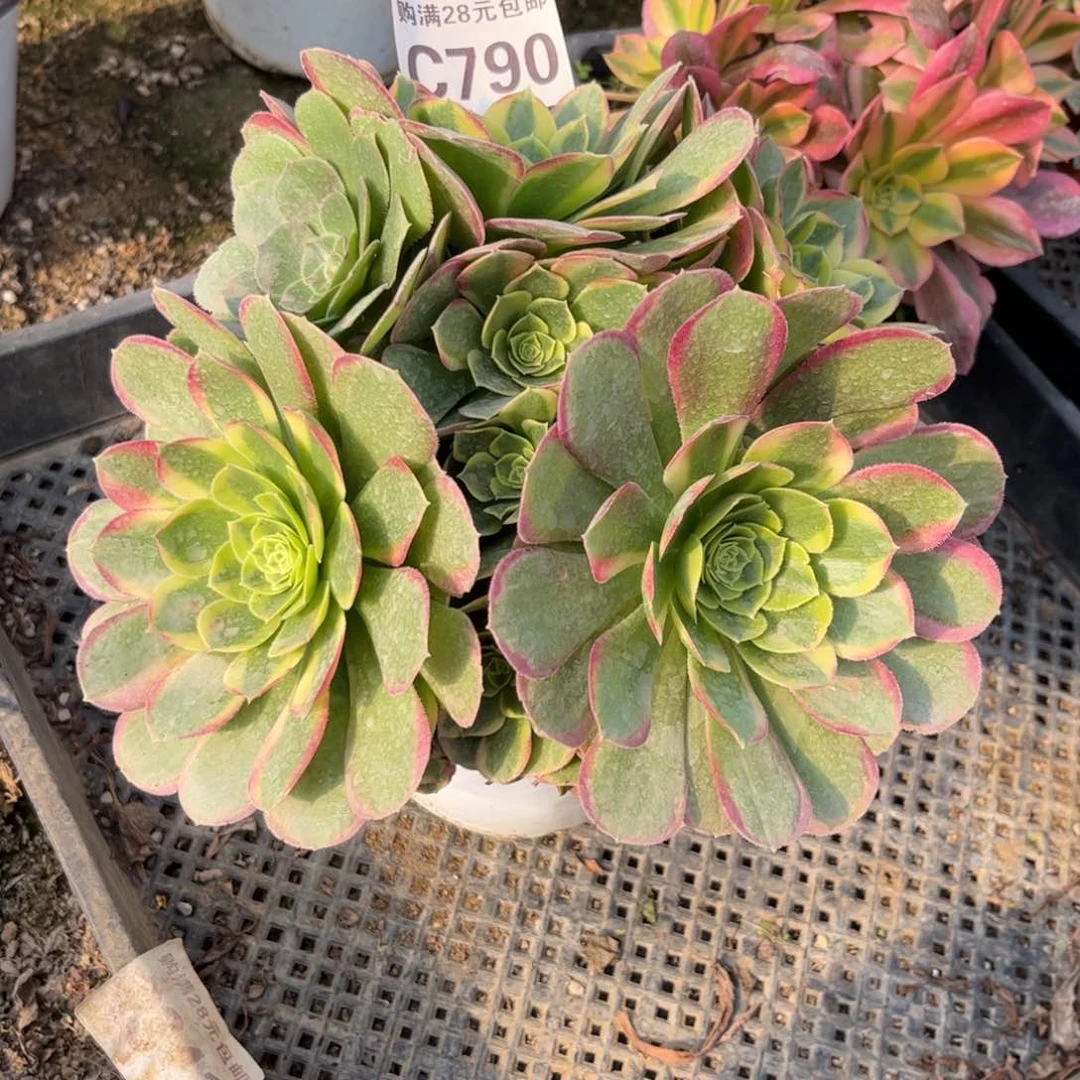 ᵂ***ღ790多肉植物奶白