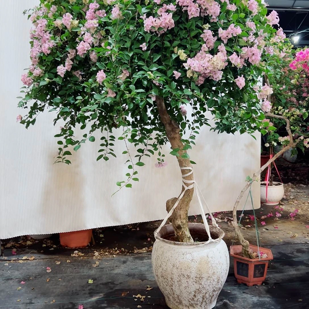 夏****完全开放三22222222