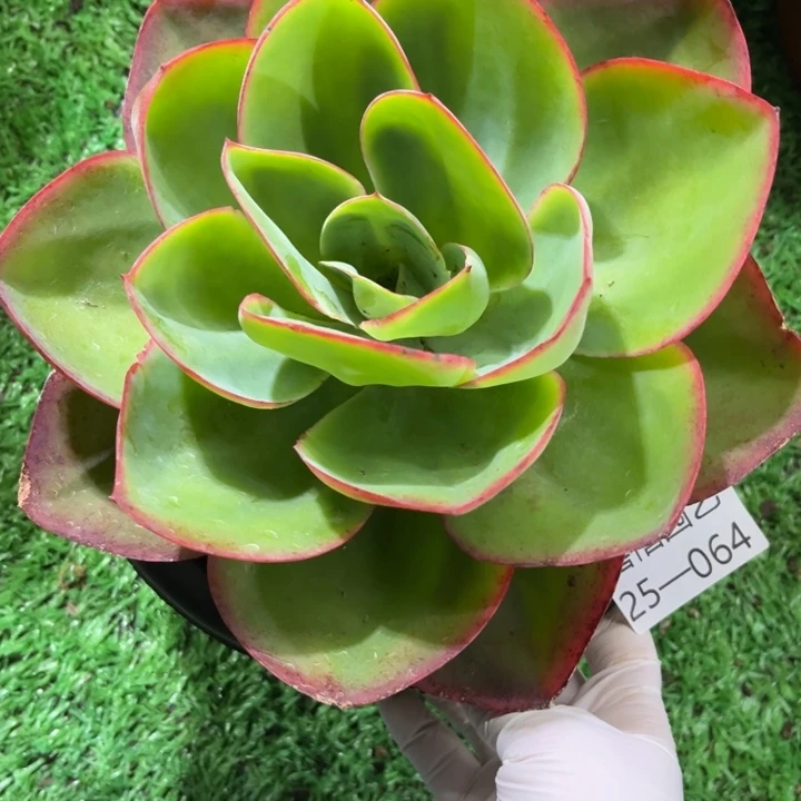 25-064霓虹灯单头多肉植物