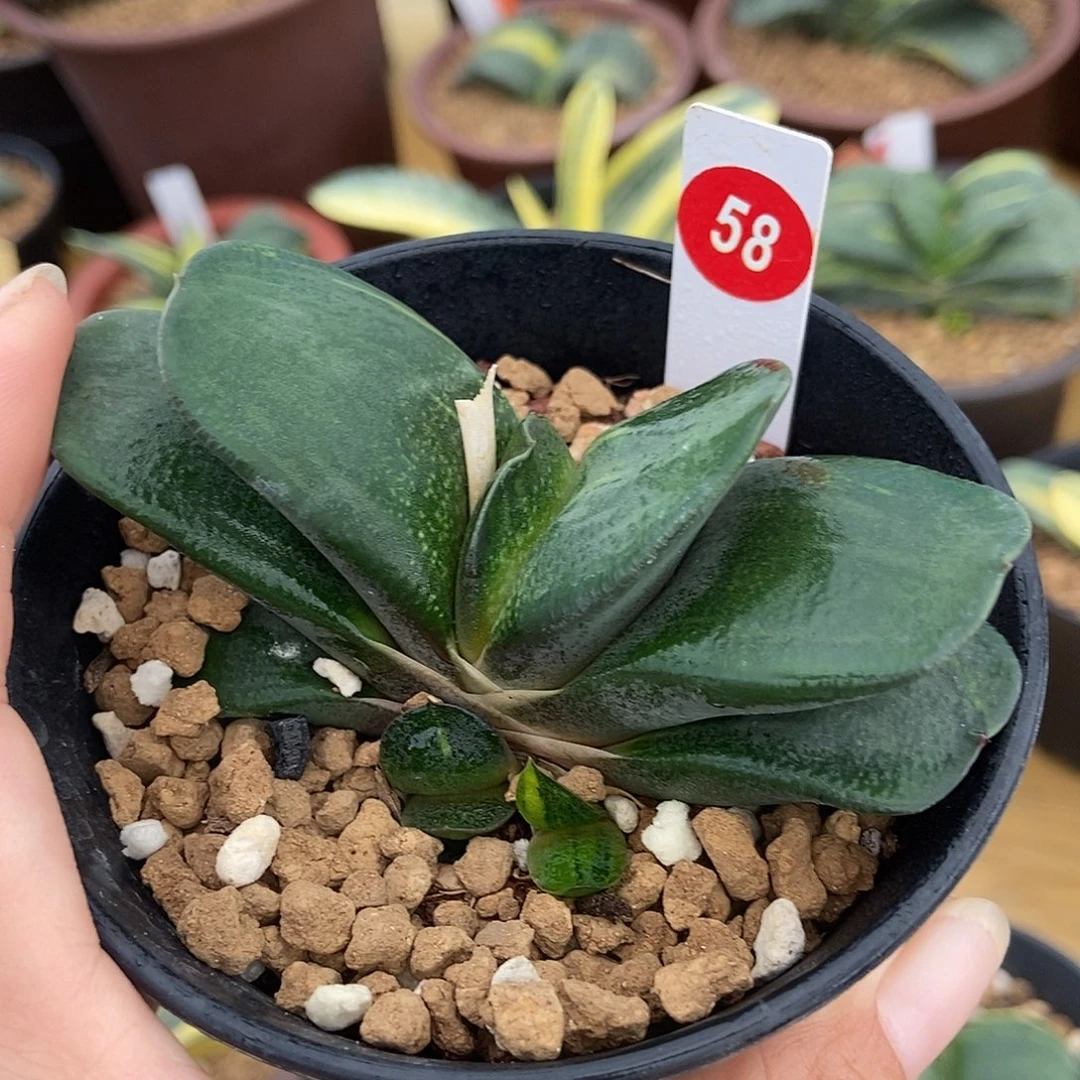 58卧牛实生锦带两个侧牙带盆发货