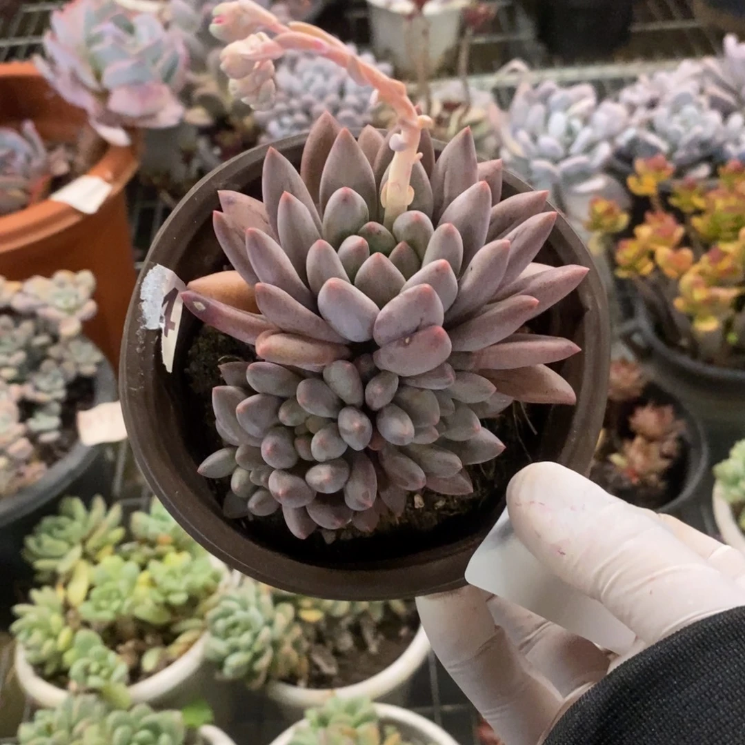 星***L4074红蜻蜓一物一拍