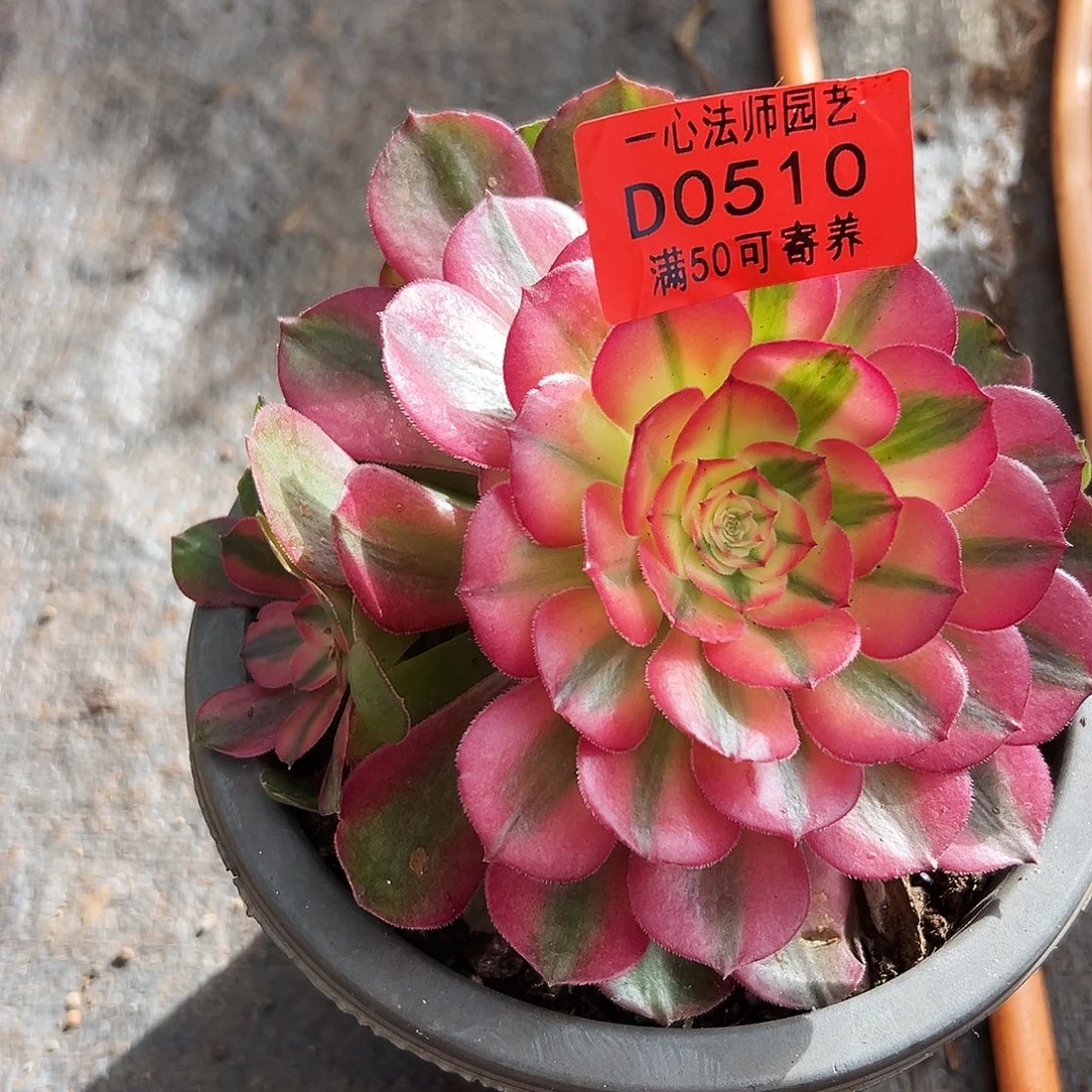 0510多肉植物荔枝