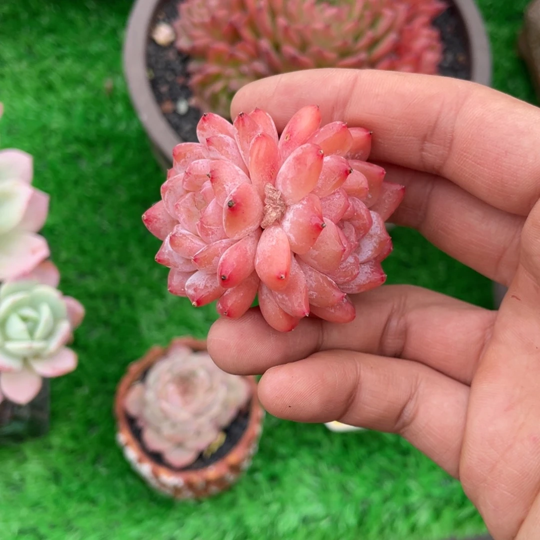 多肉植物盆栽盆栽植物