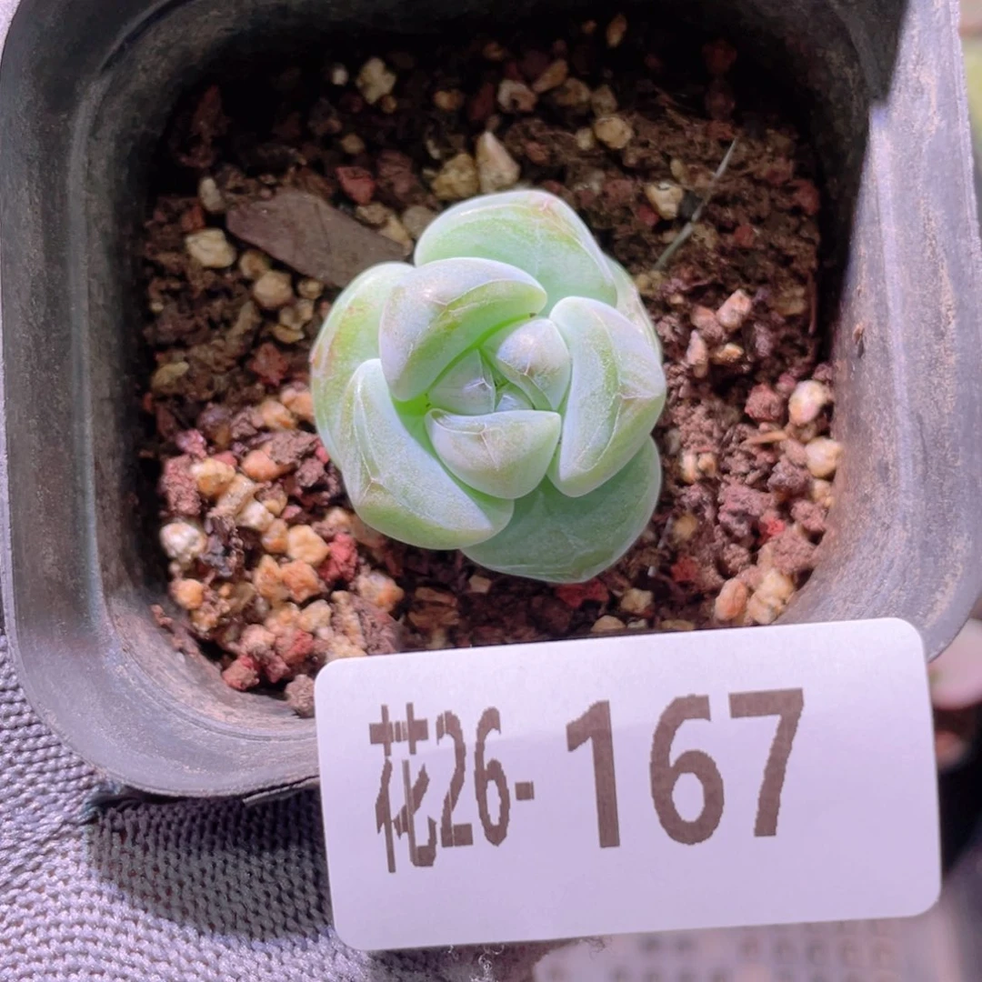 花利美26-167糖心冰玉