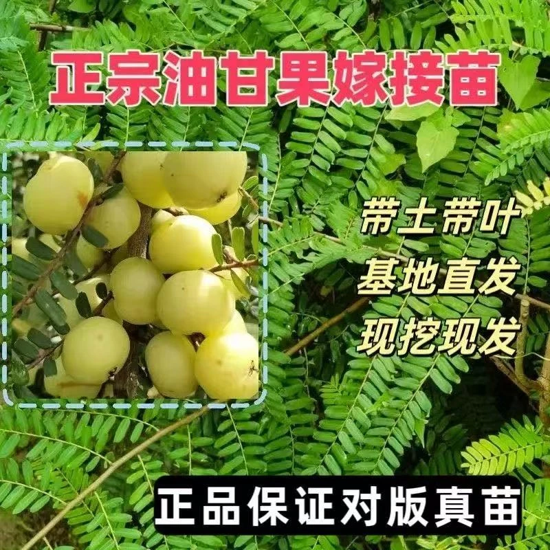 正宗嫁接高产甜种油甘果树苗南方潮汕普宁四季结果大果余甘子