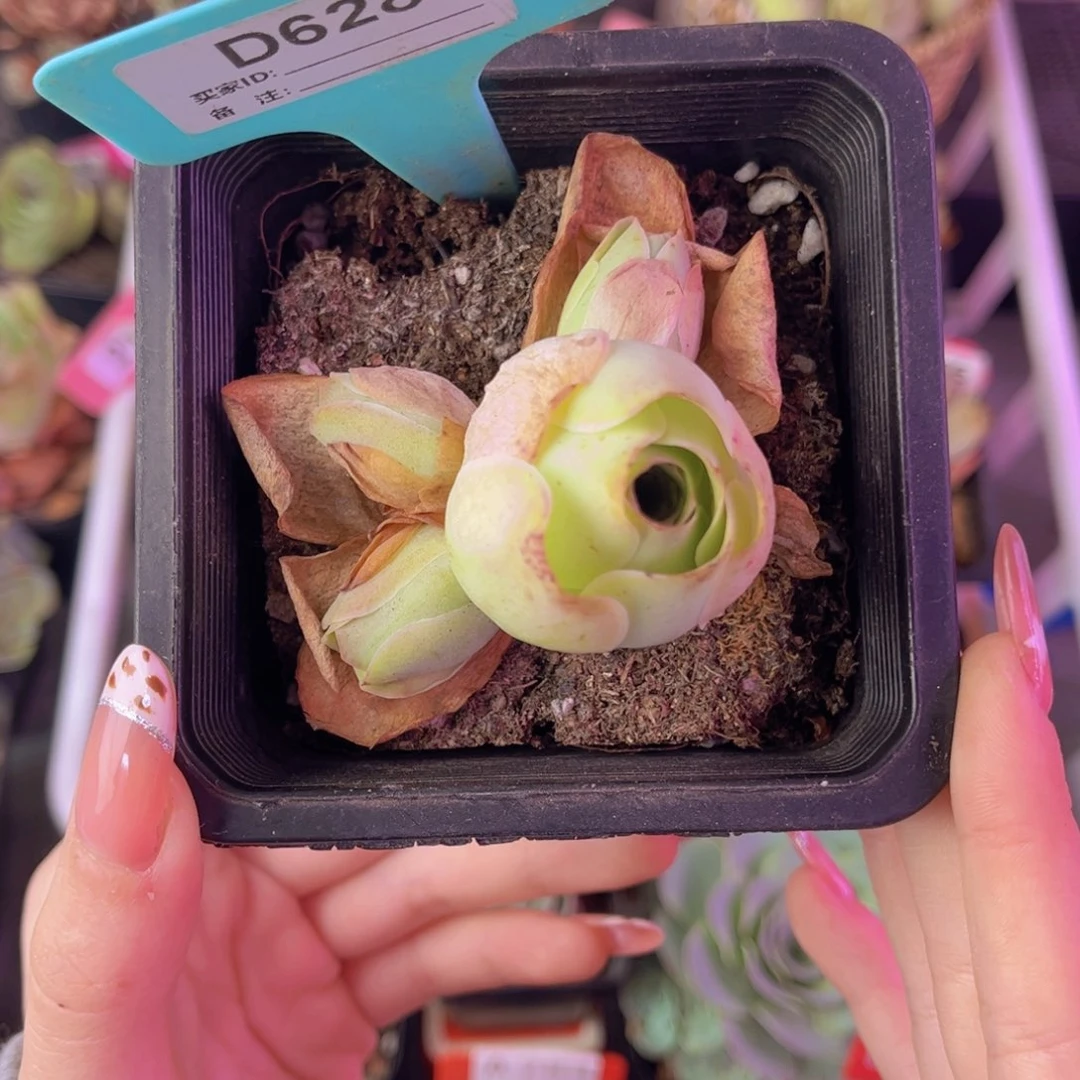 单品一物一拍628号