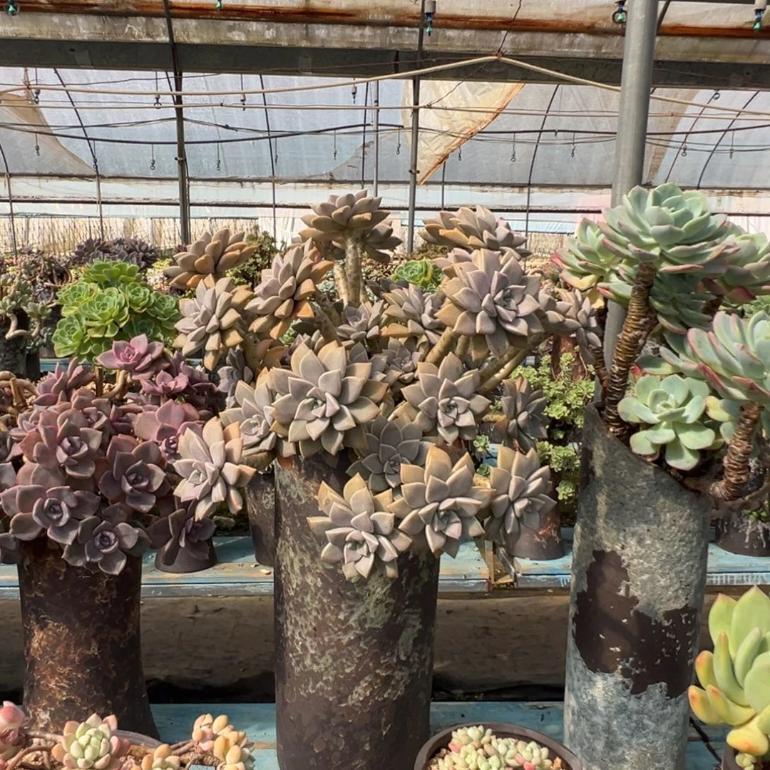 精品太子妃老桩 裸根