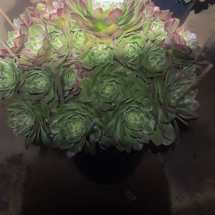 我*多肉法师99号莲花座发货