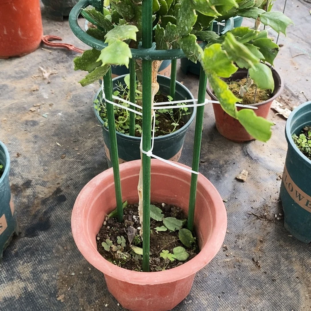 小***儿无花朵福利款单色