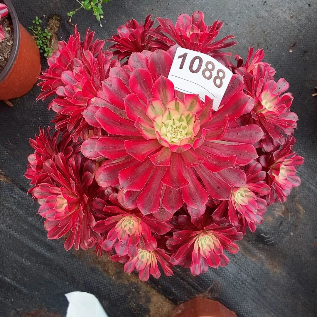 红陶美**琴1088黑铜白3多肉