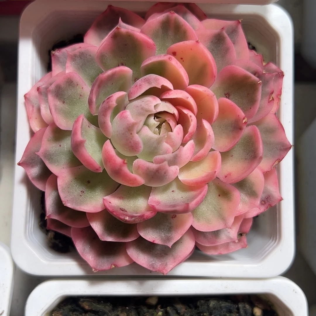 沙漠玫瑰锦满38包邮