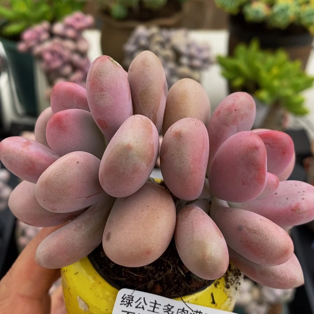 822桃蛋6cm多肉植物