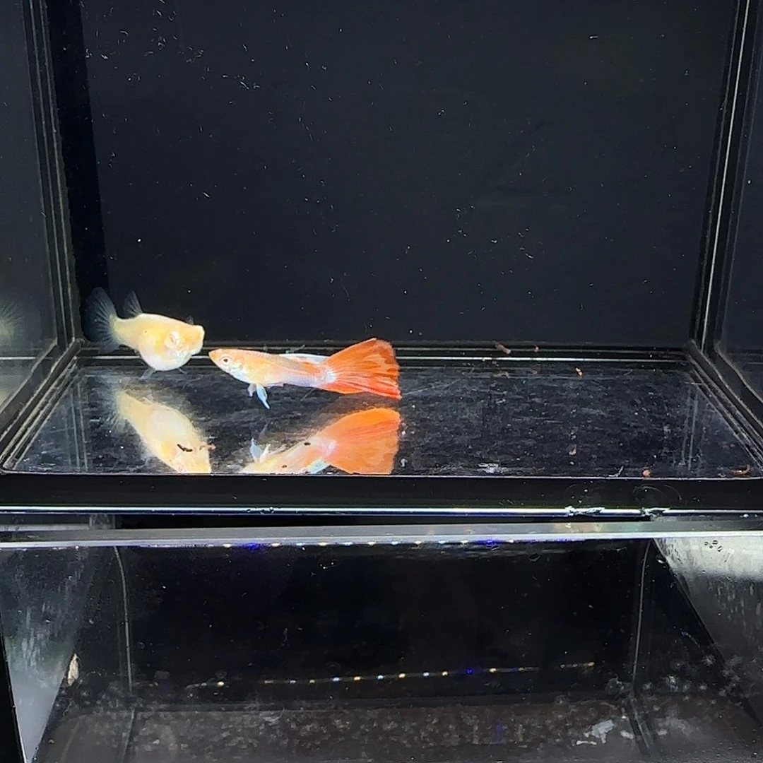 孔雀鱼火烧云一对