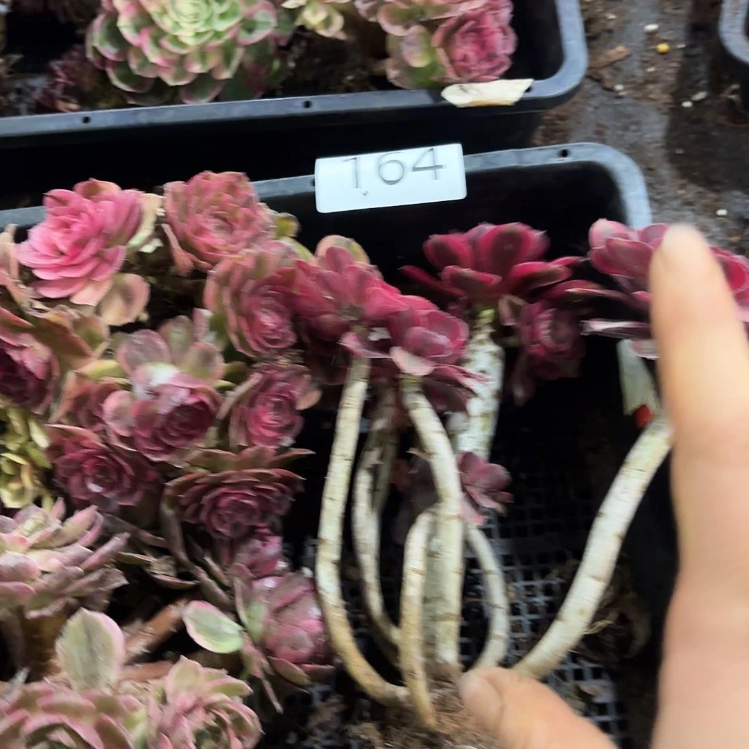 多肉植物福利164