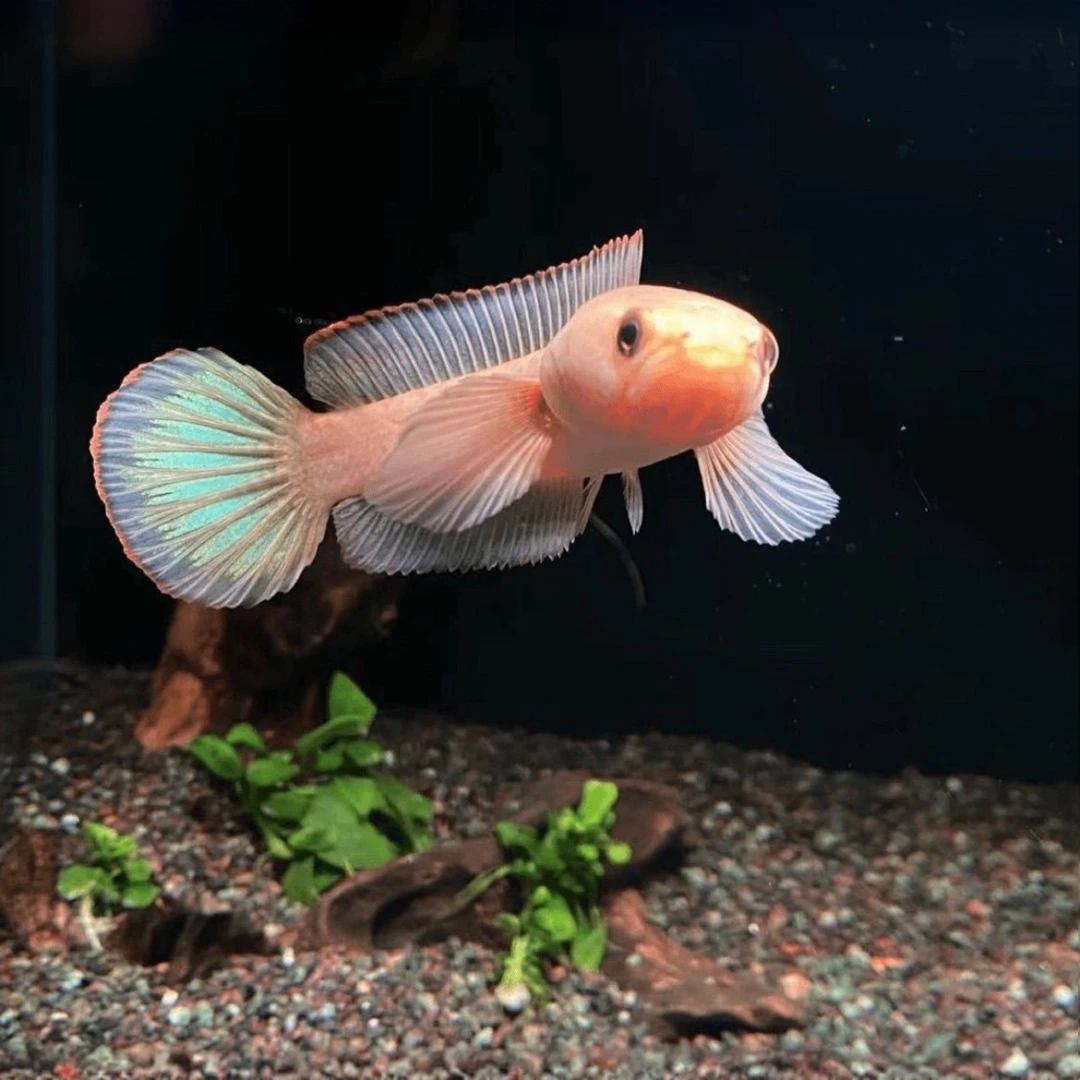 印尼进口雷波特雷龙鱼热带鱼观赏鱼黄化雷龙鱼4-6