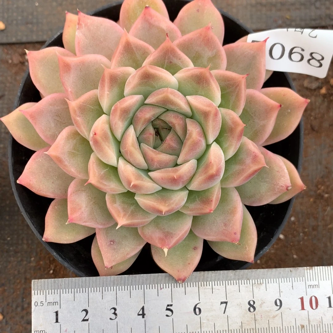 7068杂交多肉植物