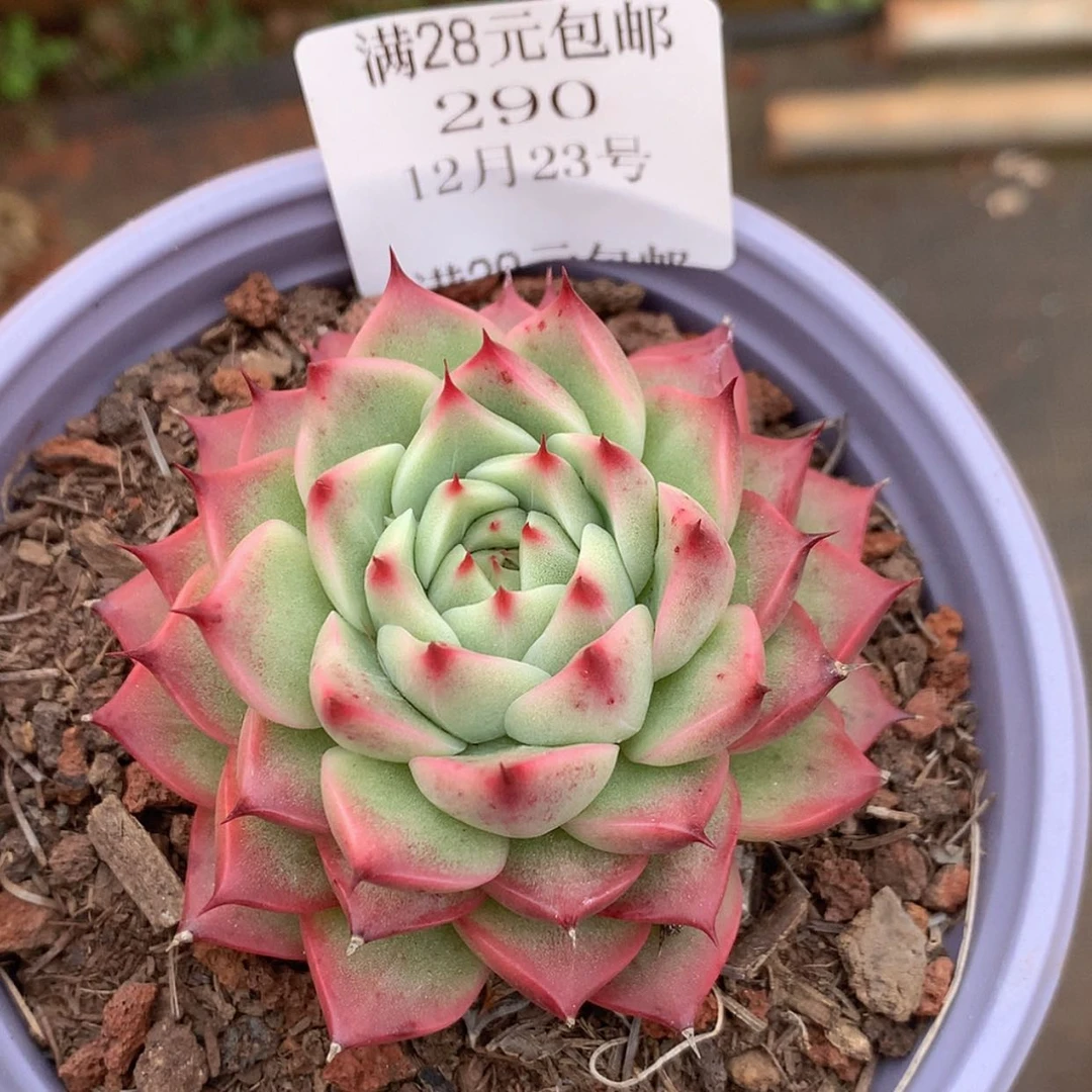 【闪购商品】云290