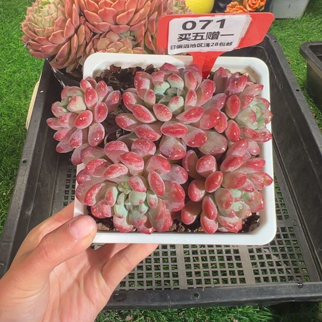 表妹精品多肉071.