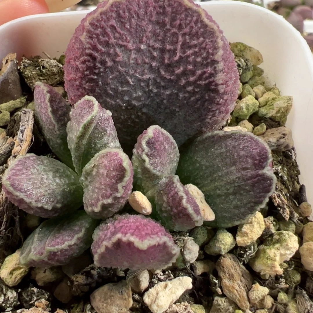 哈莫猪肝大苗多肉植物水泡多肉植物