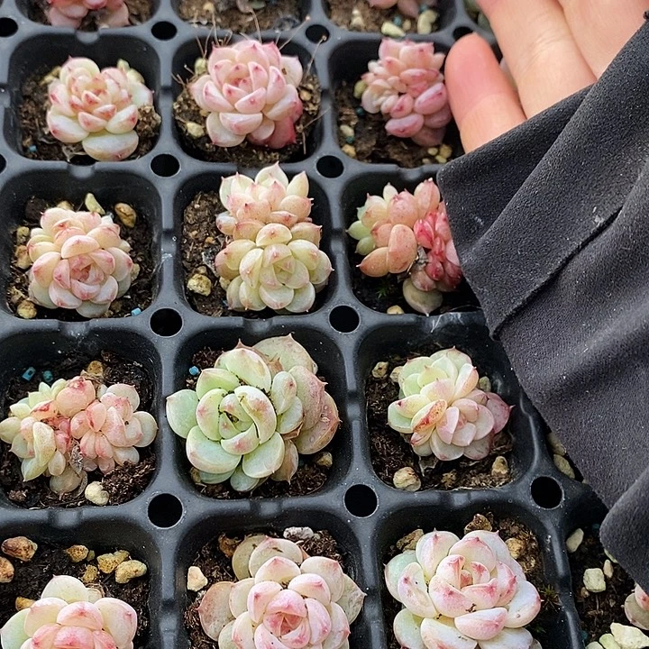 38 多肉植物盆栽花卉