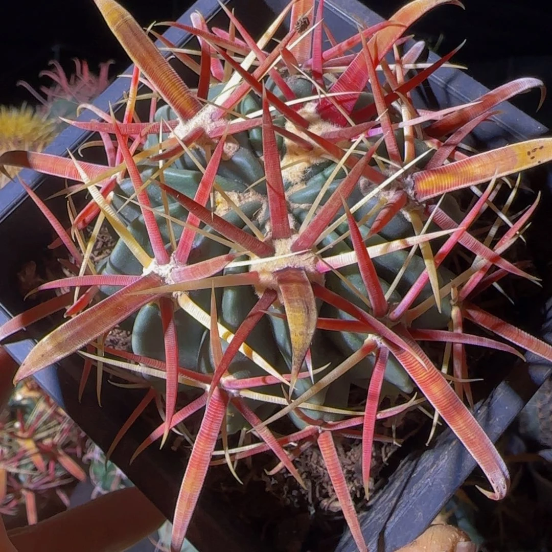 宽刺丸叶日出大福利