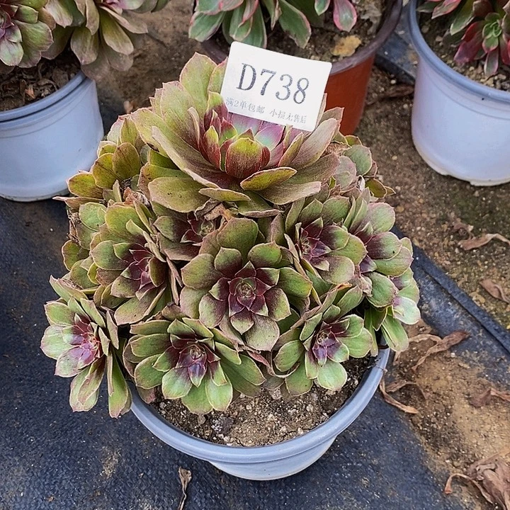 738红丝绒多肉植物