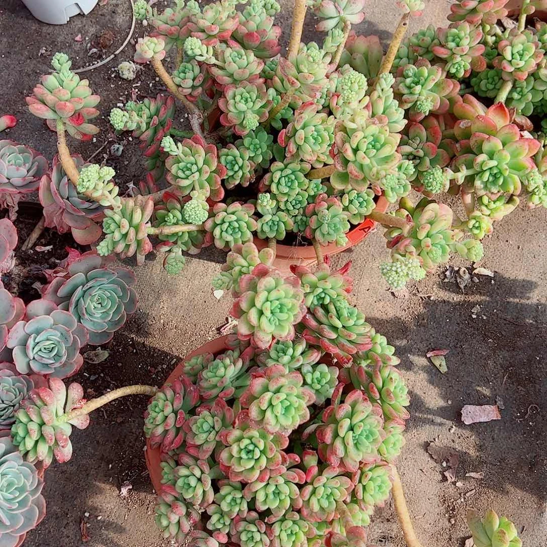 香格里拉超级大多头造型精品