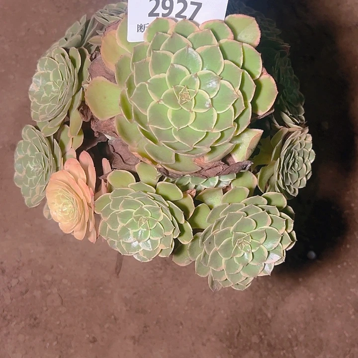 2927粉花妖多肉植物