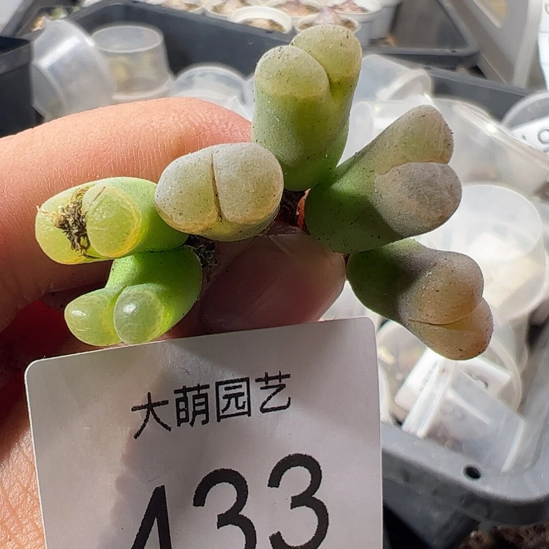 一物一拍。          433
