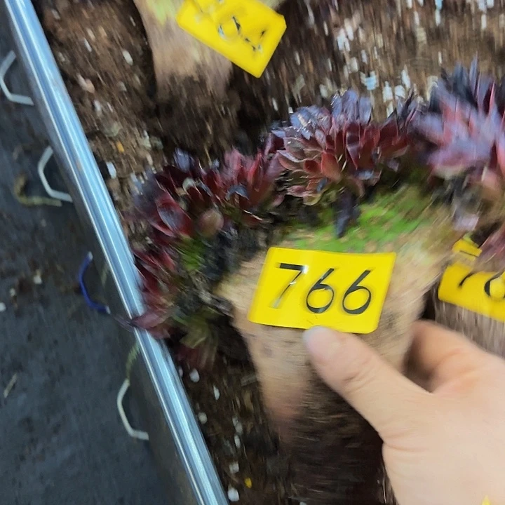 黑*多肉植物福利766