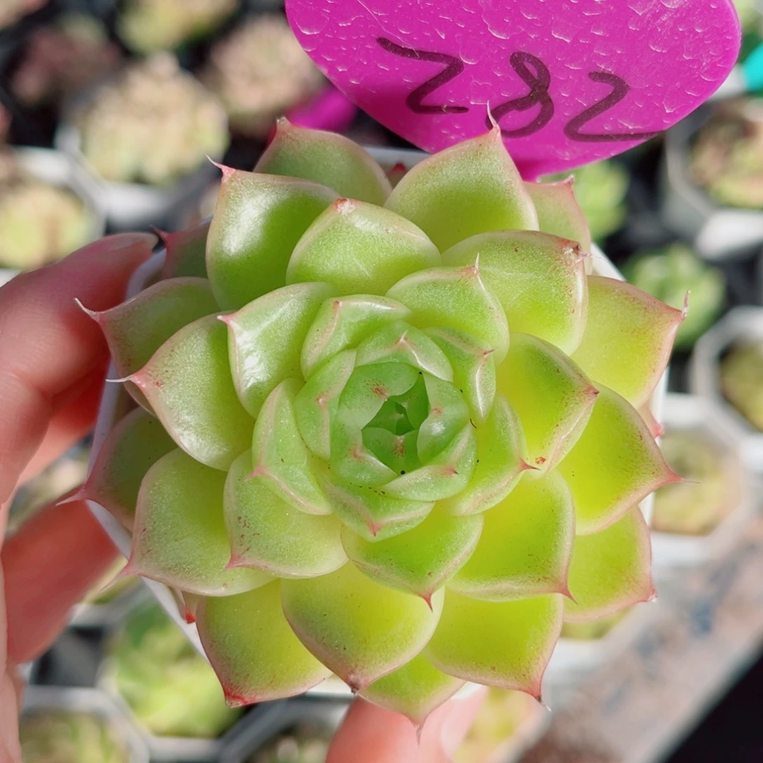 28号珍妮麦秆单头