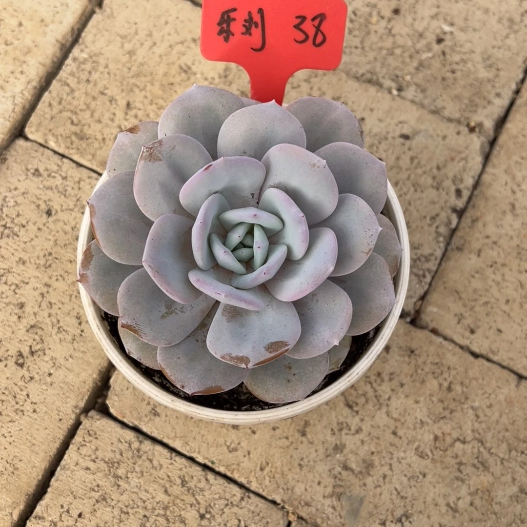 乐****乐刘38。