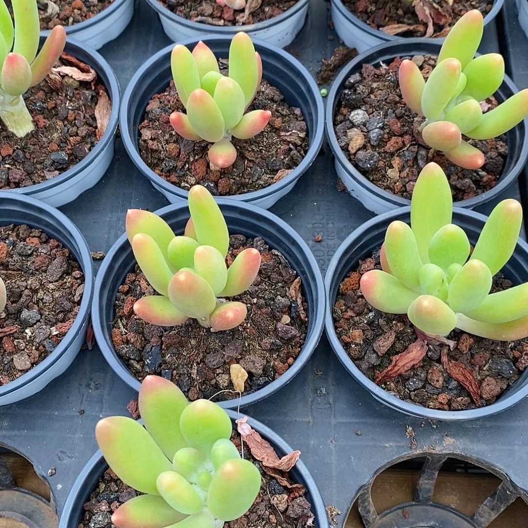 团金蟾，福利多多