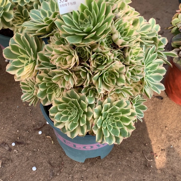 352芳华多肉植物特价