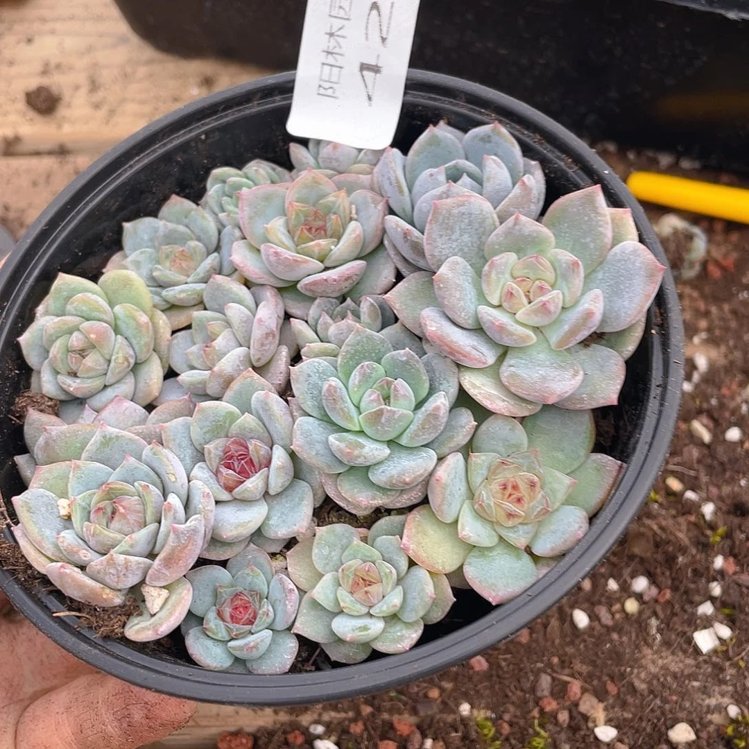 多肉植物多肉植物423