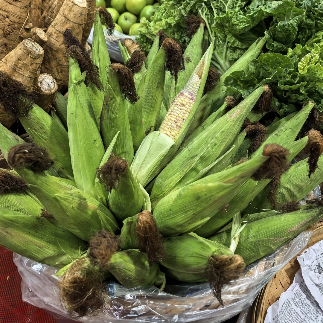 云南本地农户种植小花糯玉米