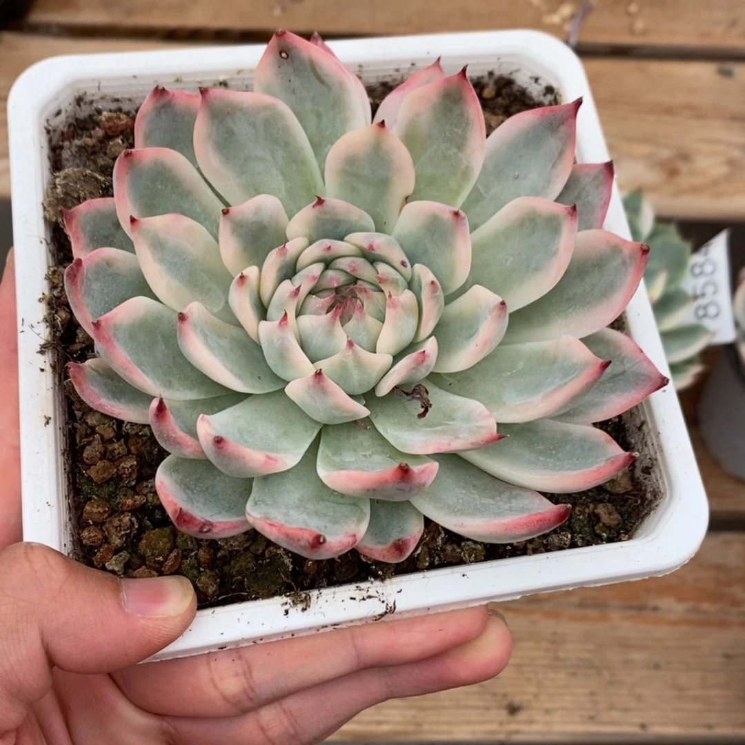 吉娃娃多肉植物8586