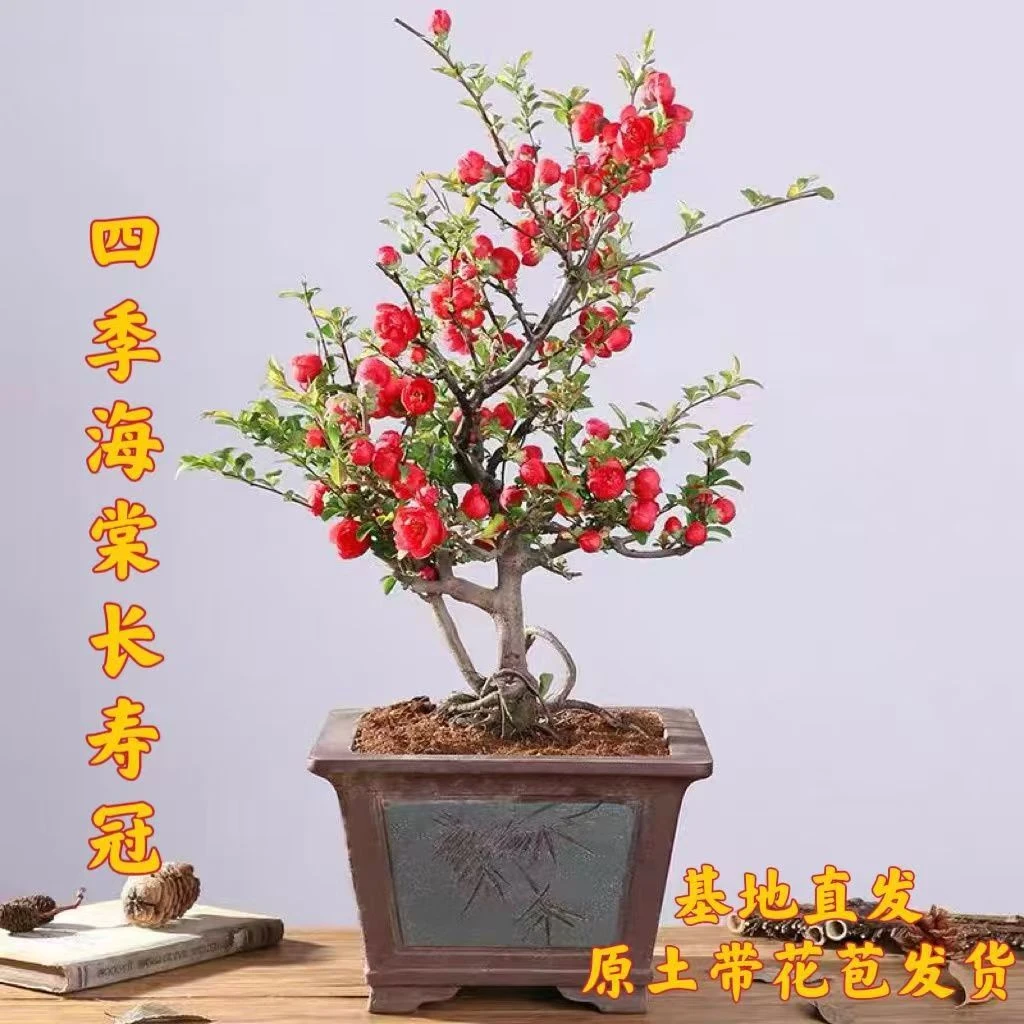 耐寒耐热长寿冠海棠花盆栽室内外庭院好养植物重瓣老桩四季