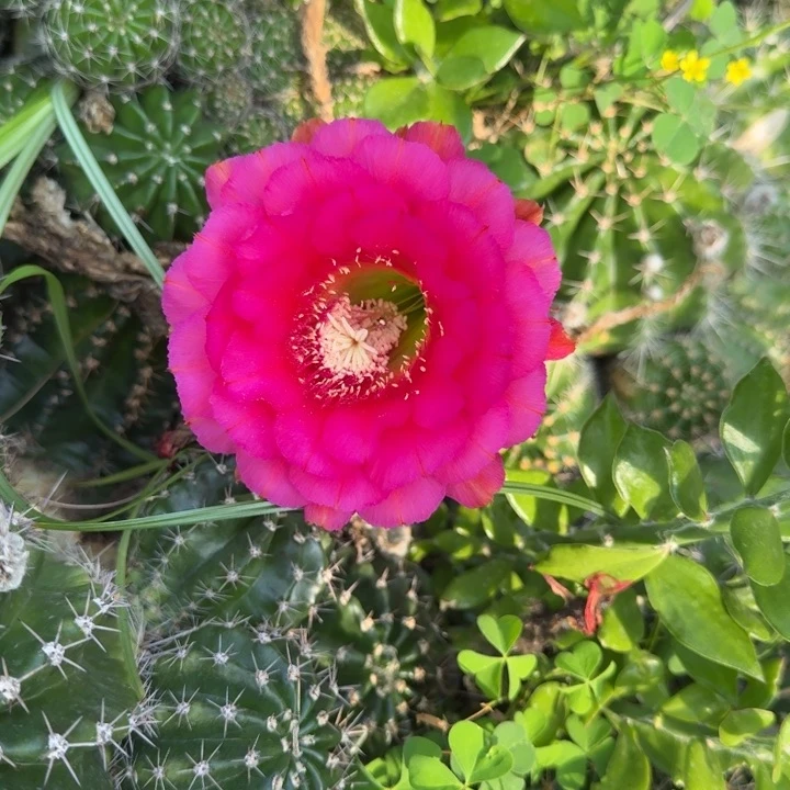 彩草仙人球侧芽一个256