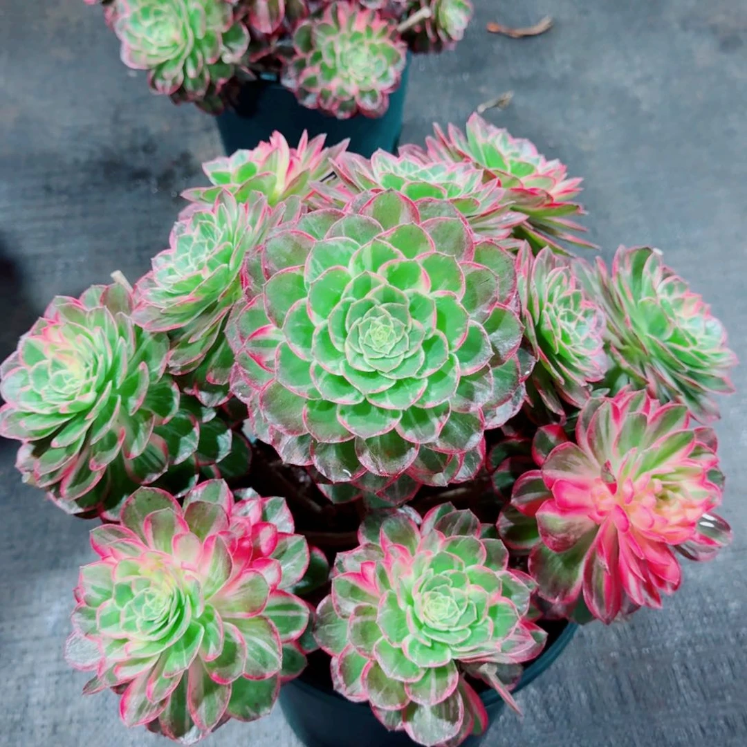 多肉植物发货发货