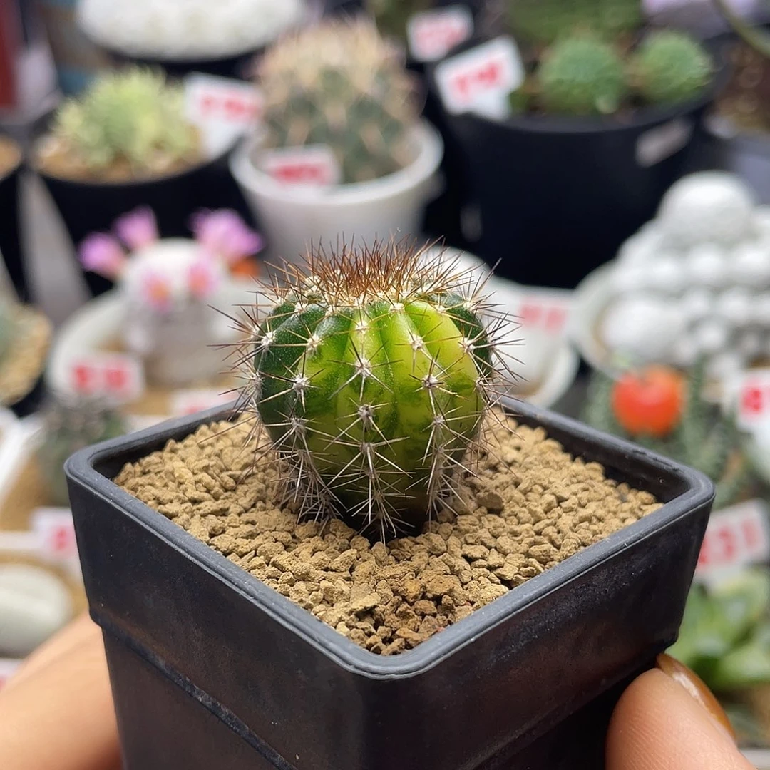 实生节刺尤伯球锦仙人球