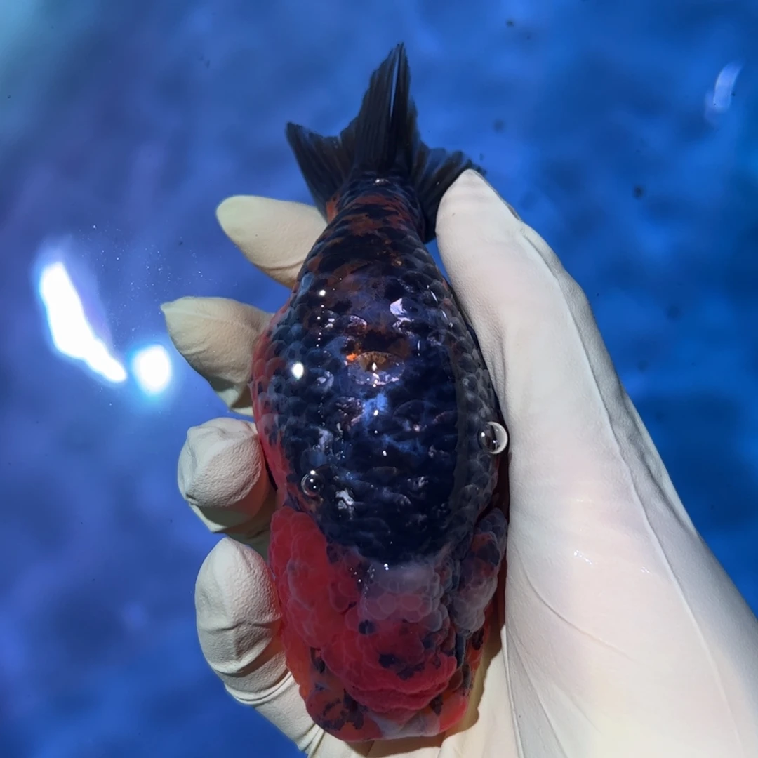 金鱼买够三条顺丰包邮陆运