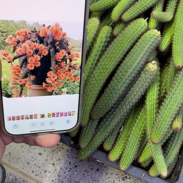 226橙花3个金妞垂吊10公分左右，20包邮