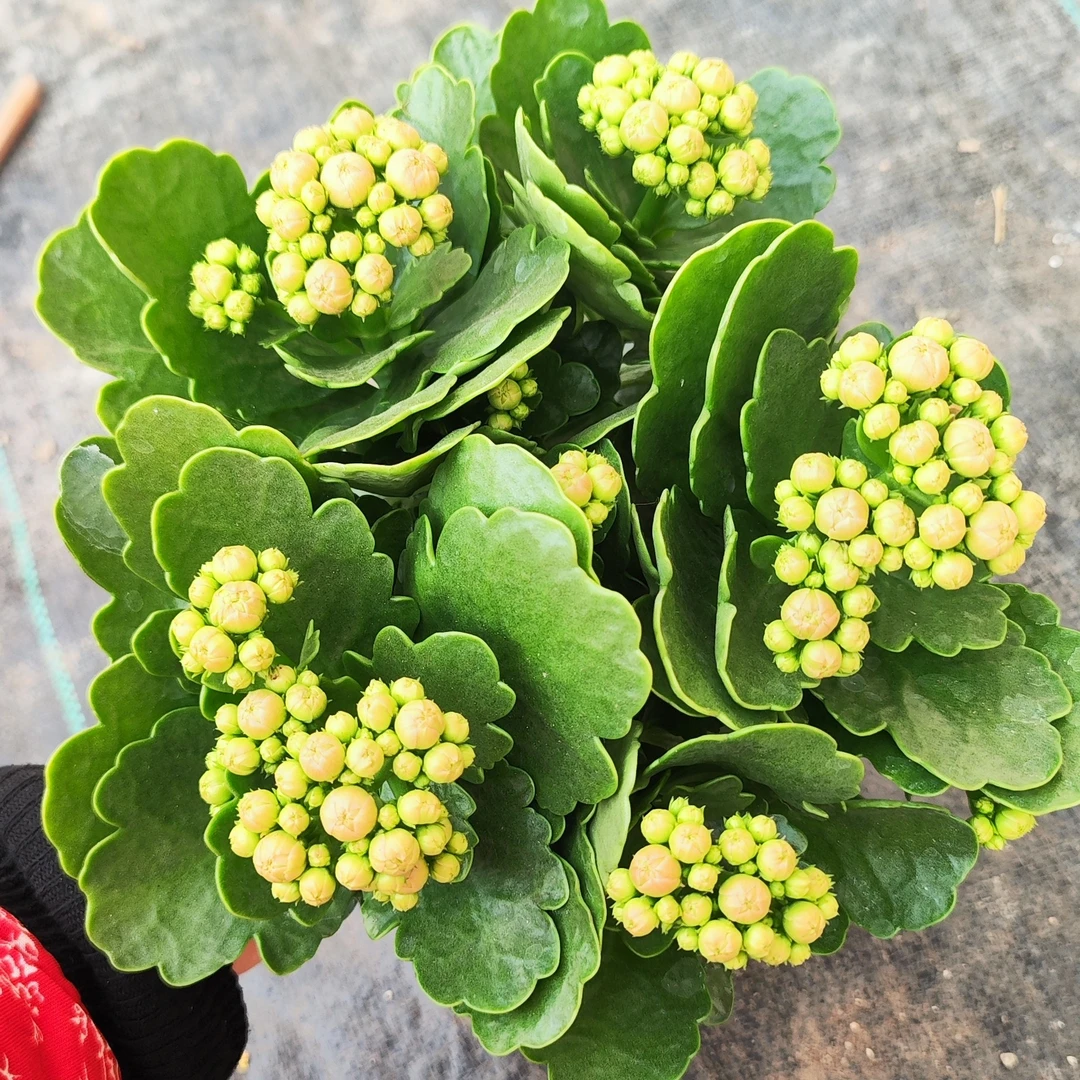 克里斯蒂130盆，大花花期长，新手小白必入手，室内阳台盆栽